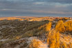 Dune landscape in early morning light