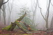 Misty day in a beech forest