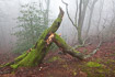 Beech forest in misty weather