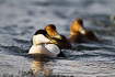 Common eider - male and two females