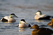 Mixed flock of male and female eiders
