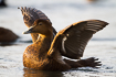 Female eider flapping its wings