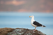 Adult great black-backed gull