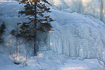 Trees caught in frozen waterfall