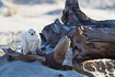 Snowy Owl resting on a log in Skagen, Denmark. Snowy Owl is a rare vagrant in Denmark.