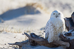 Snowy Owl resting on a log in Skagen, Denmark. Snowy Owl is a rare vagrant in Denmark.