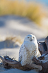 Photo ofSnowy Owl (Nyctea scandiaca). Photographer: 