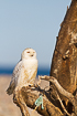 Photo ofSnowy Owl (Nyctea scandiaca). Photographer: 