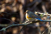 Red-flanked Bluetail. Presumably a young male due to the bluish shoulderfeathers. Red-flanked Bluetail is a rarity in Denmark.