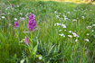 Flowering western marsh orchid amongst marsh valerians 