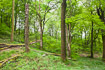 Beech forest with dead and dying trees, which is good for the biodiversity