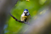 Blue tit with food for its chicks