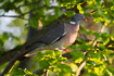 Photo ofCommon Wood Pigeon (Columba palumbus). Photographer: 