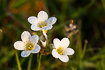 Flowering meadow saxifrage