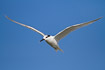 Sandwich tern in flight