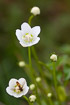 Flowering Grass-of-Parnassus