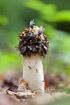 Stinkhorn with attracted flies