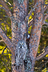 Great grey owl resting in scots pine
