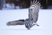 Great grey owl using its wings to balance just after landing on snow