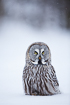 Great grey owl resting on snowcovered ground