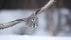 Great grey owl hunting for rodents in winter