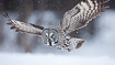 Great grey owl hunting during snowfall