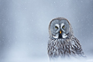 Portrait of a great grey owl during snowfall