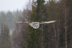 Flying great grey owl during snowfall