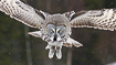 Portrait of a flyin ggreat grey owl during snowfall