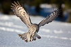 Great grey owl hunting over snowcovered field