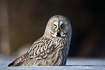 Great grey owl resting on snow