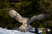 Hunting great grey owl with talons visible