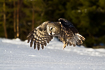 Hunting great grey owl with talons visible