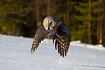 Great grey owl after take off from snow