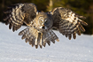 Great grey owl hunting for voles