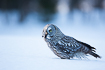 Photo ofGreat Grey Owl (Strix nebulosa). Photographer: 