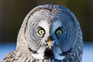 Portrait of a great grey owl