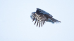Great grey owl in flight