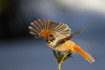 Siberian jay with wings spread out