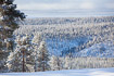 Snowcovered taiga in northern Finland
