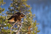 Golden eagle resting in tree in the finnish taiga