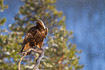 Golden eagle resting on a tree in the Finnish taiga