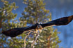Golden eagle taking of from a tree in the Finnish taiga