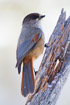 Photo ofSiberian Jay (Perisoreus infaustus). Photographer: 