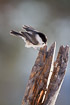 Photo ofWillow Tit (Parus montanus). Photographer: 