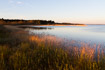 Sunrise over reedbeds in a Danish lake