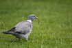 Wood pigeon eating a worm
