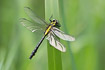 Photo ofClub-tailed Dragonfly (Gomphus vulgatissimus). Photographer: 