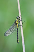 Club-tailed dragonfly
