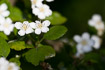Flowering Midland Hawthorn